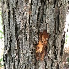 Slippery Elm Bark
